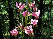 29  Lilium martagon (Giglio martagone)